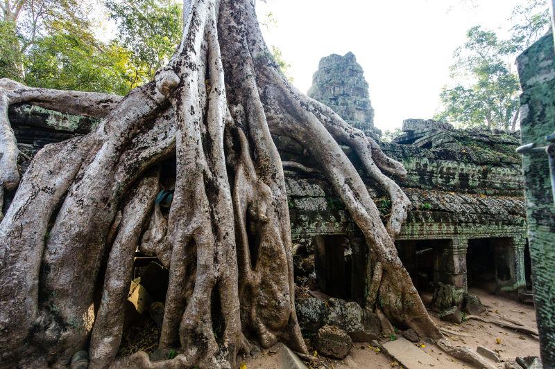 柬埔寨吴哥窟的美景和古老的大树