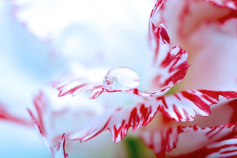 红色和白色康乃馨花瓣上晶莹的露珠
