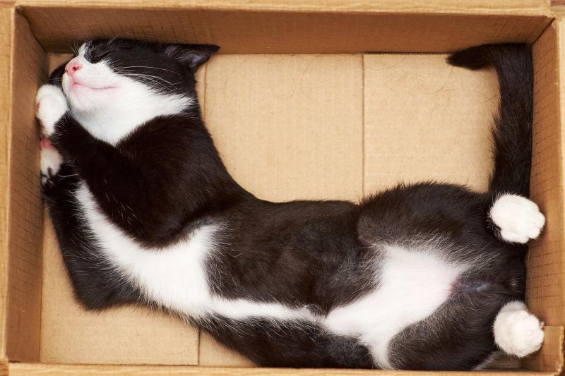 睡在纸箱里的猫