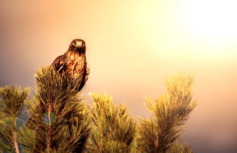 红尾鹰鸟坐在一棵松树上对着镜头