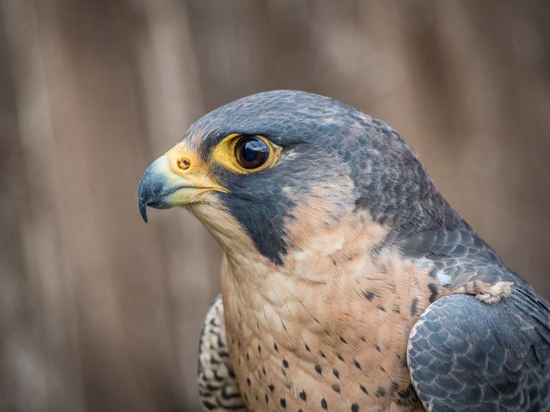 游隼（Falco peregrinus）的肖像