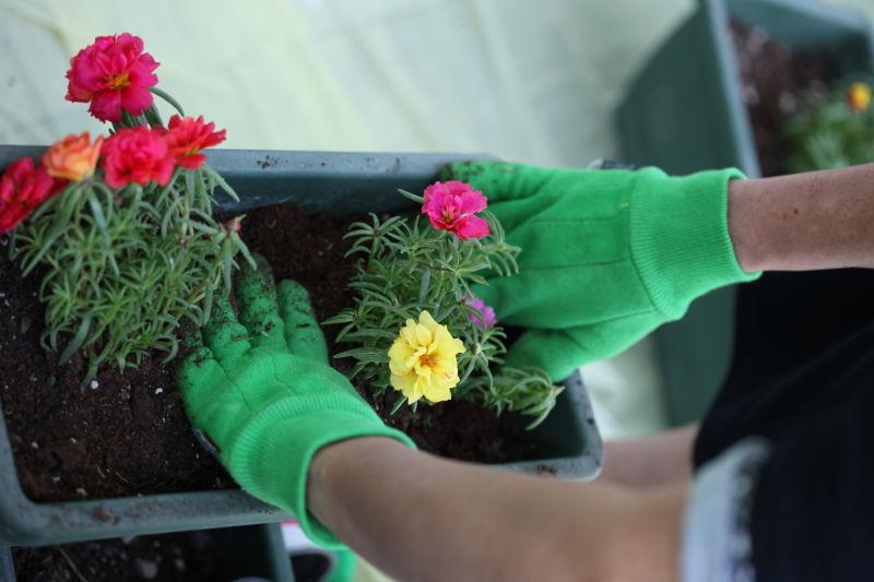 正在为观赏花卉施肥的带绿色手套的双手