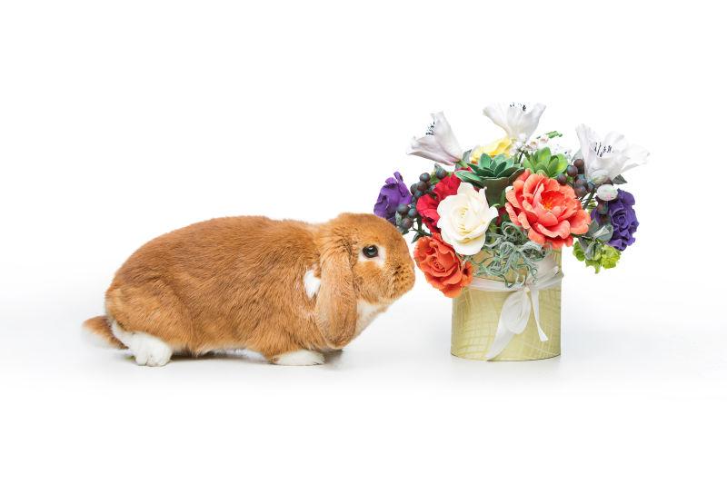 白花背景下的花束和小兔子