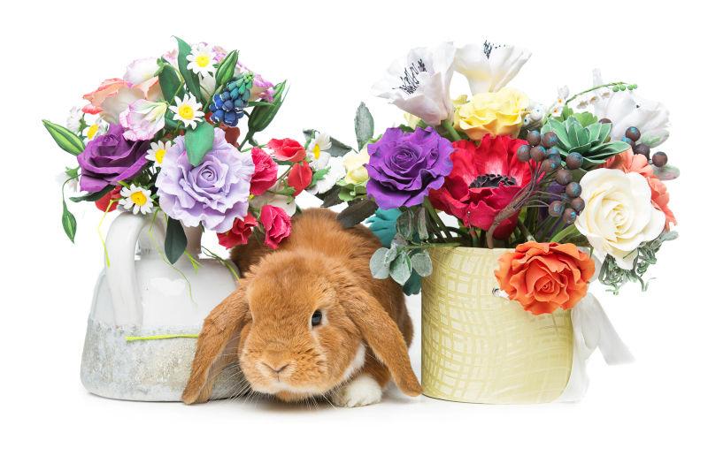 白色背景下美丽的花束和可爱的灰兔