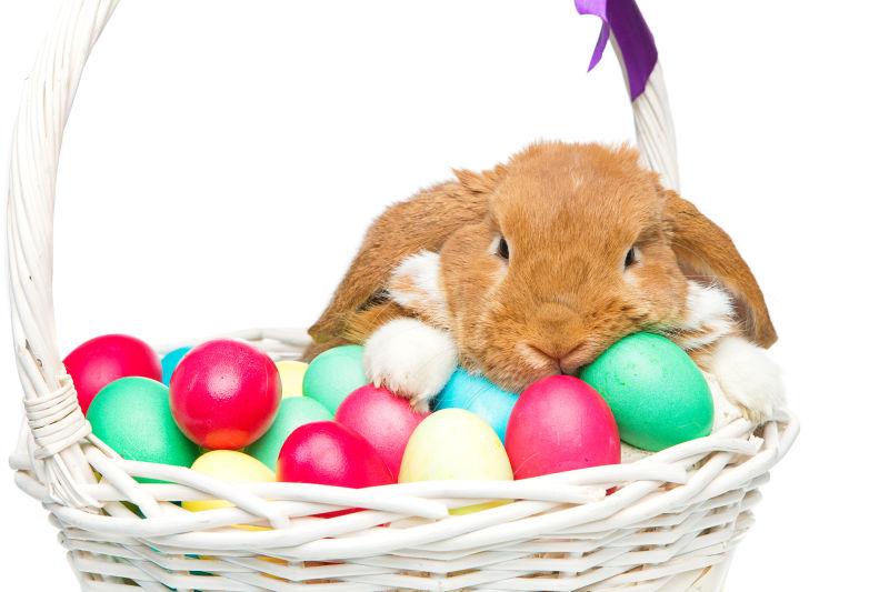白色背景下篮子里的兔子和复活节彩蛋