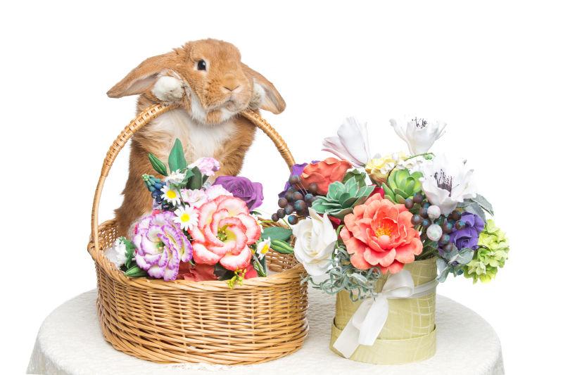白色背景下可爱的红兔和美丽的花束