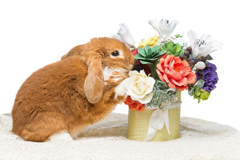白色背景下的兔子和花束
