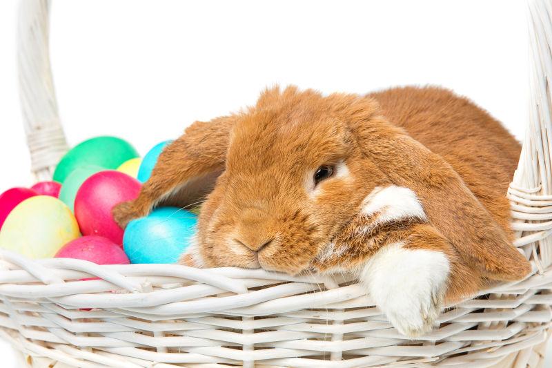 白色背景下篮子里的兔子与复活节彩蛋