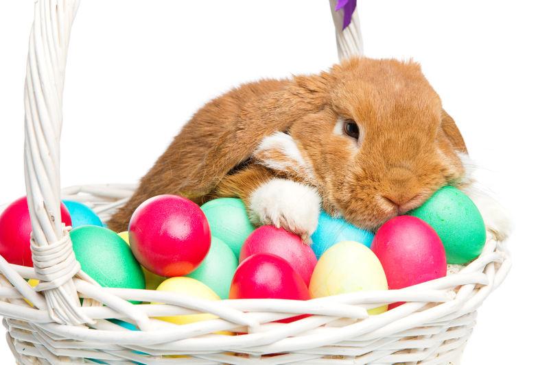 白色背景下篮子里复活节彩蛋上的兔子