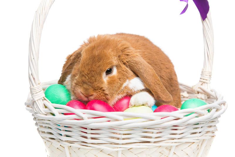 白色篮子里的小白兔和复活节彩蛋