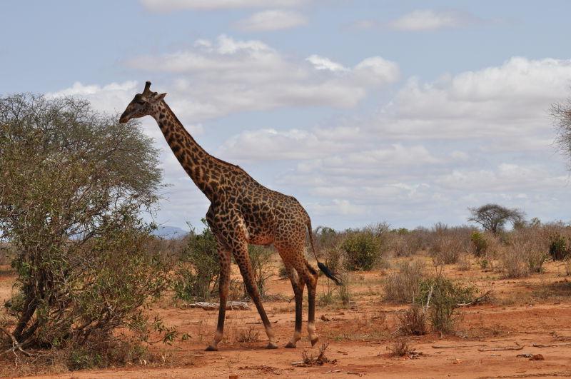在非洲户外野生的长颈鹿