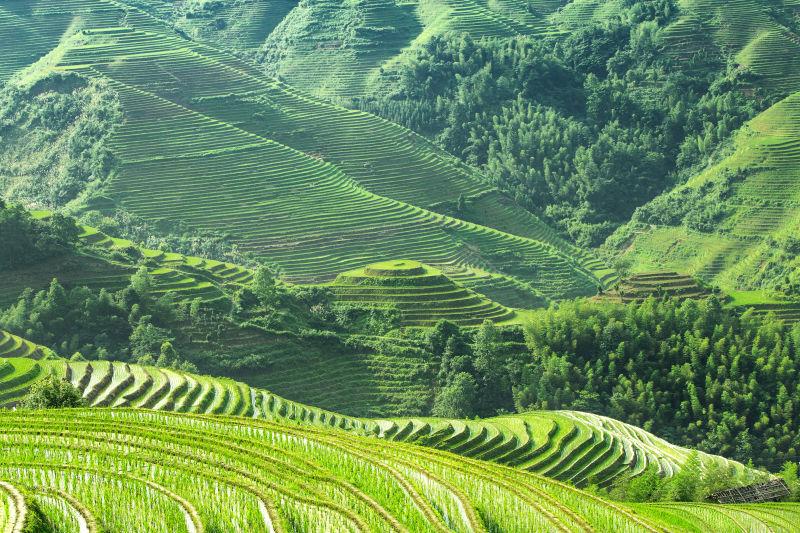 美丽的绿色梯田风景