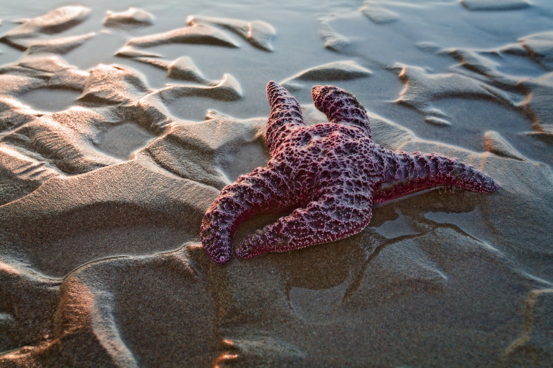 海滩上的红色海星