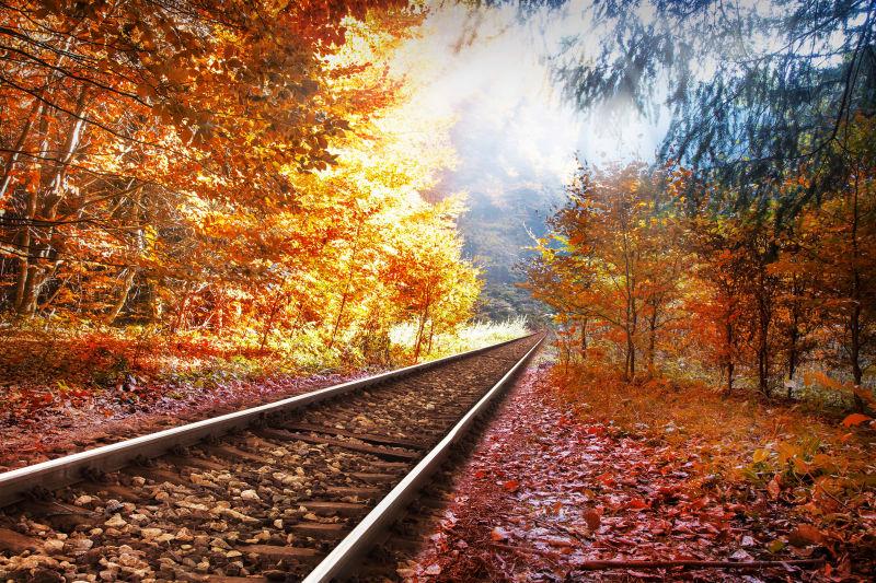 美丽的铁路秋树林