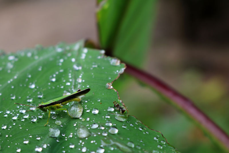 绿叶上的昆虫与雨滴