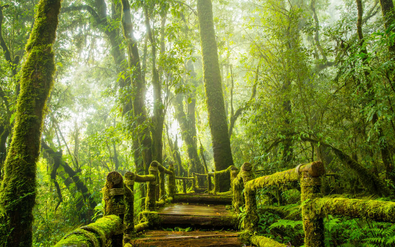 热带雨林中长满苔藓的木桥