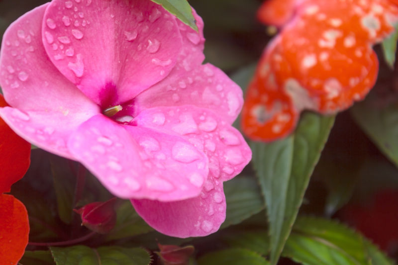 花瓣上的雨滴