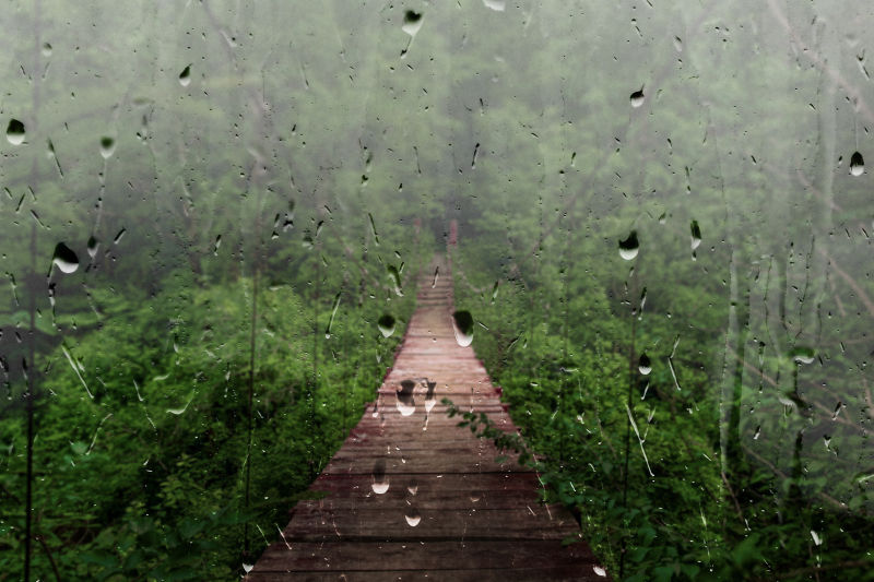热带雨林中的桥