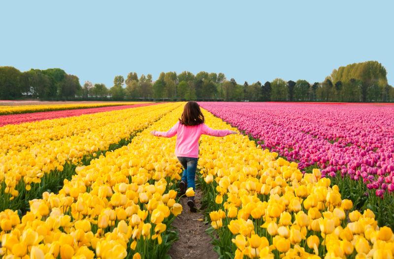 郁金香花圃里的小女孩