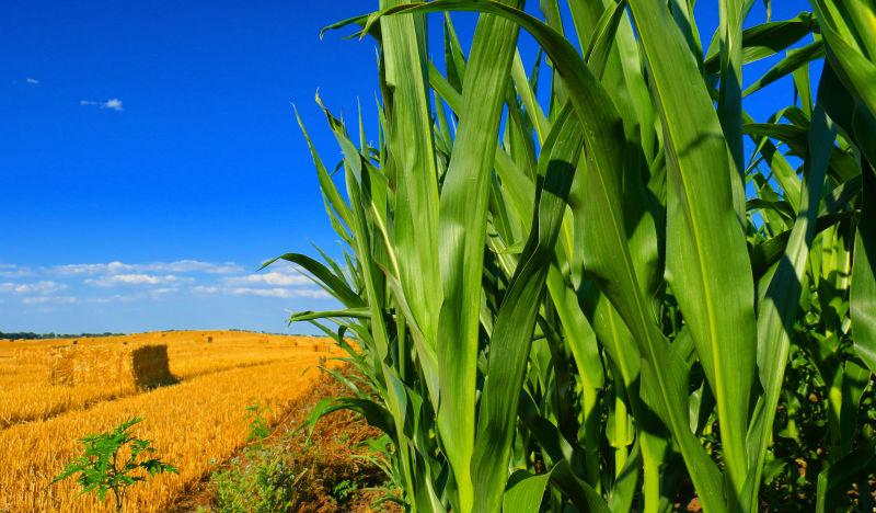 玉米田和金黄的小麦田