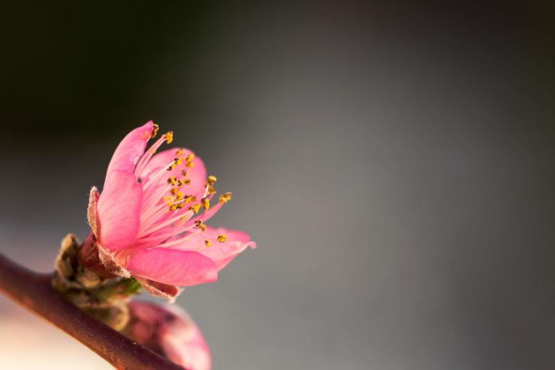 粉红色的花特写