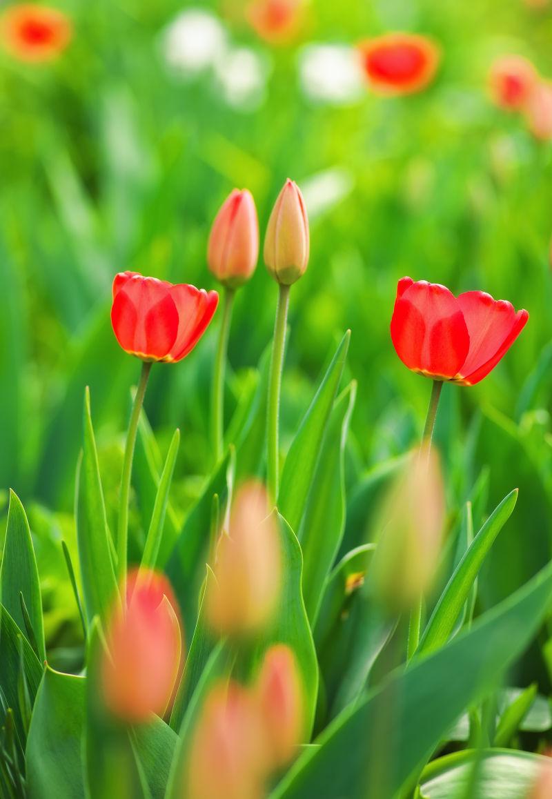 草地上的郁金香花卉