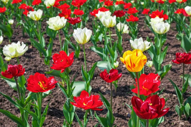 花圃里生长着美丽的郁金香花卉