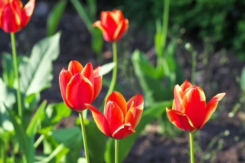 美丽的红色郁金香花卉