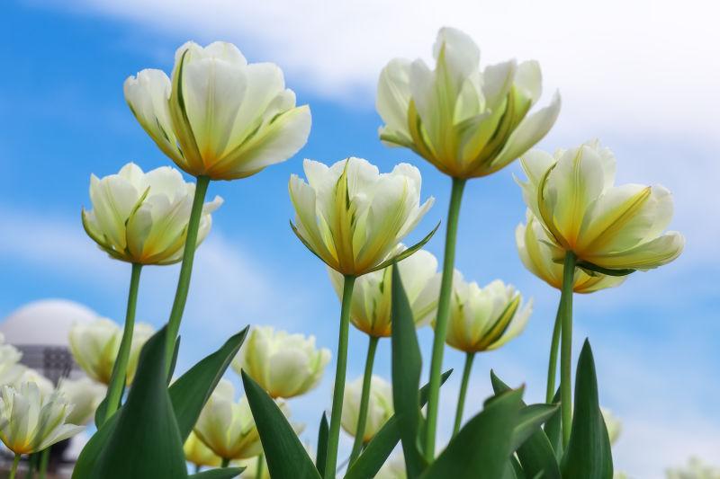 美丽的白色郁金香花卉