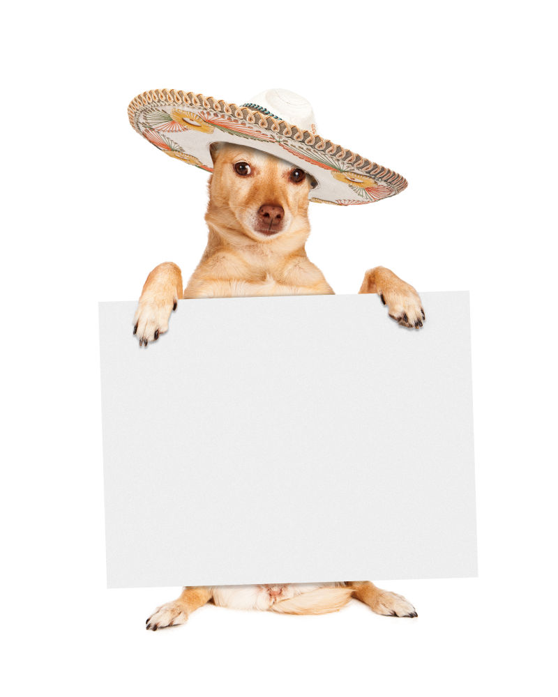 戴帽子的狗拿着空白广告牌