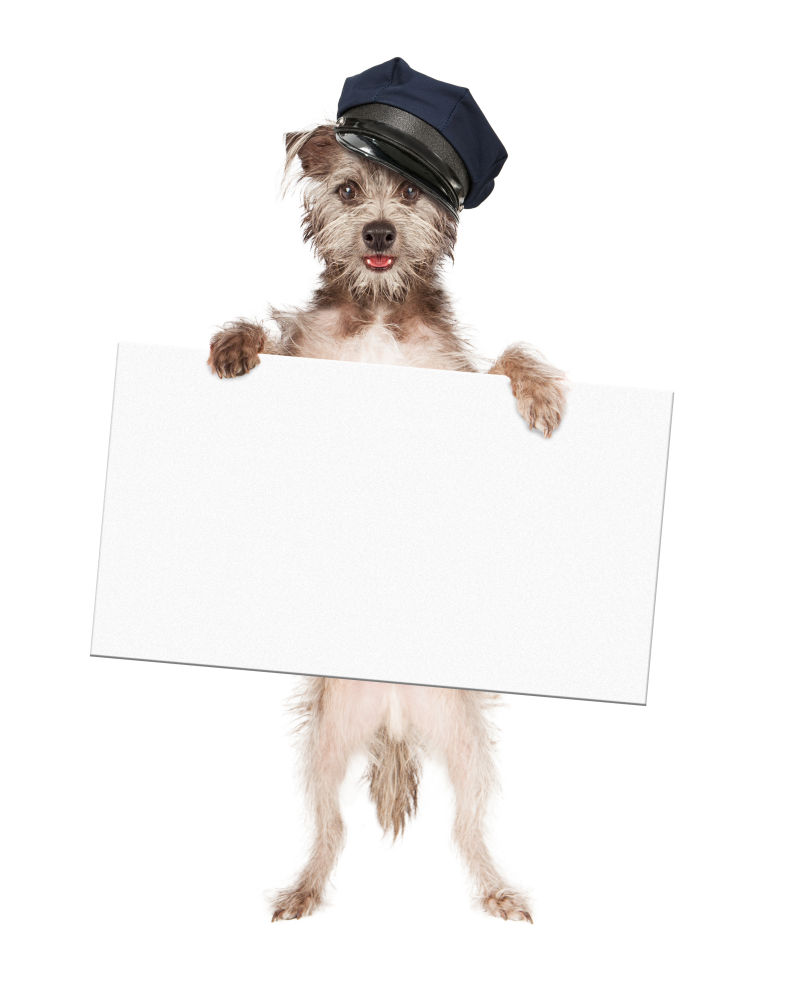 戴帽子的狗拿着白色广告牌