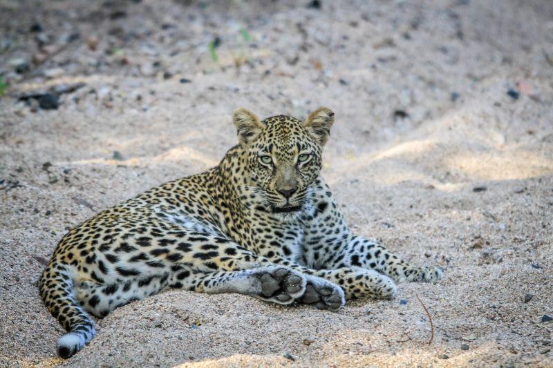 豹子躺在南非克鲁格国家公园的沙滩上
