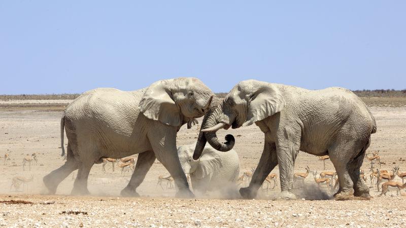 纳米比亚埃托莎公园的大象在战斗