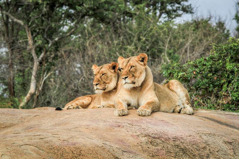 南非克鲁格国家公园的狮子躺在岩石上