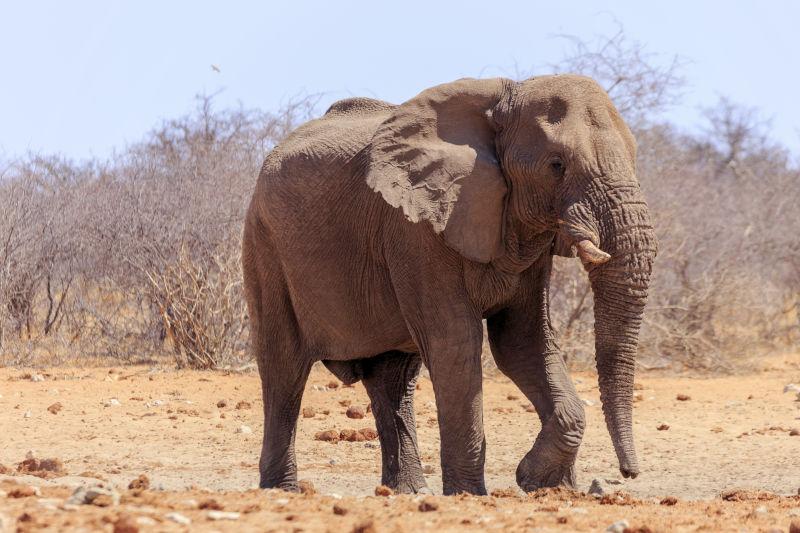 纳米比亚埃托莎公园的野生大象