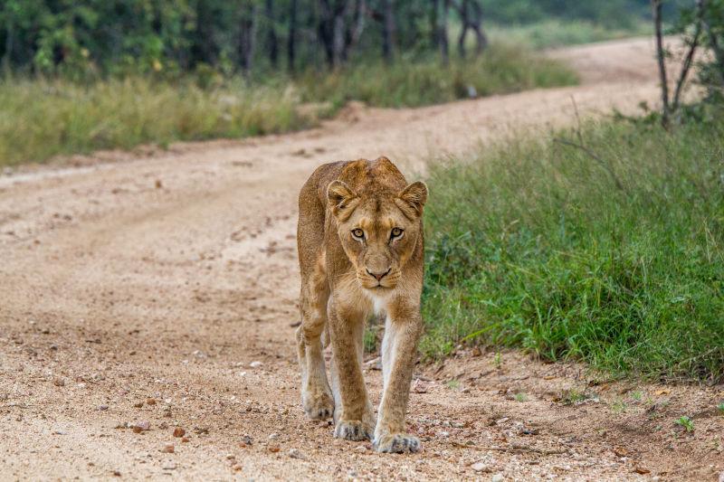 在南非克鲁格国家公园的一只狮子向摄像机走去
