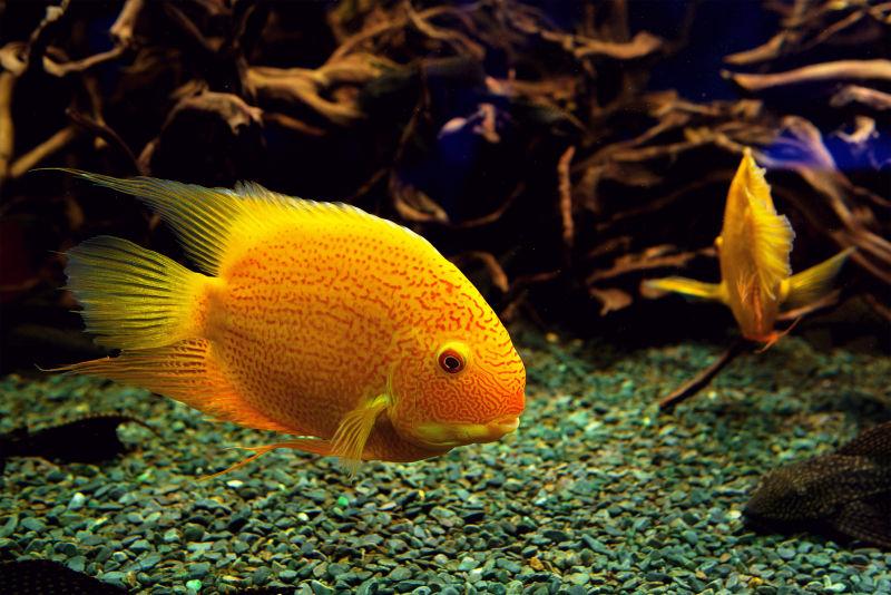水族馆潜水的金鱼群