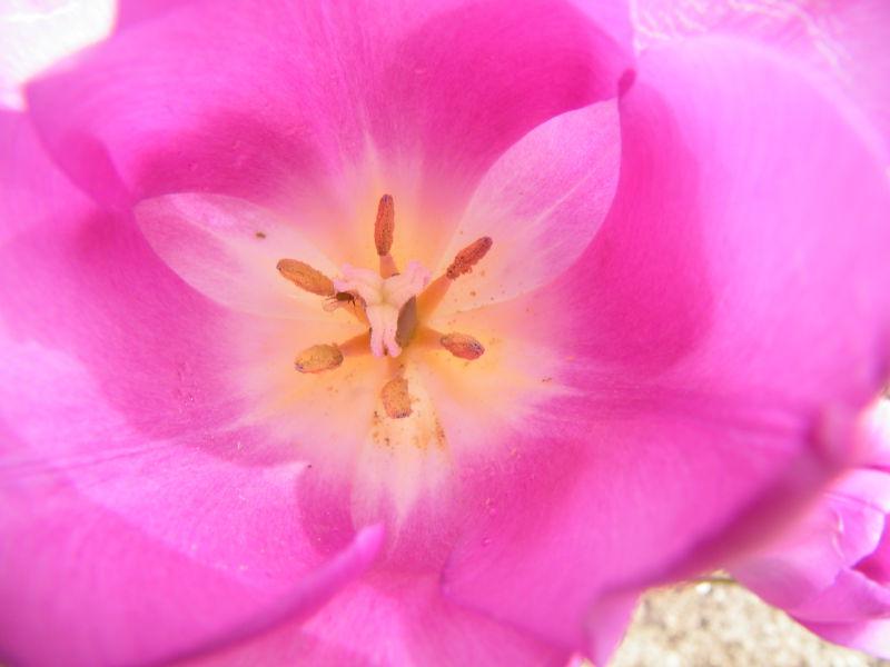 一朵美丽的粉红色的花