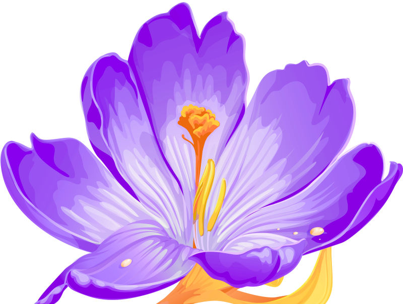 紫色花瓣效果
