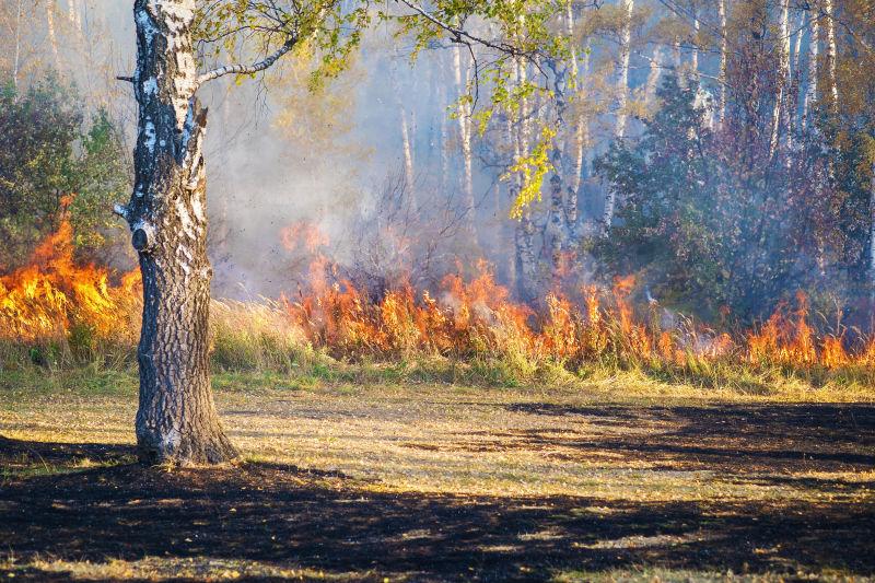 燃烧中的森林大火