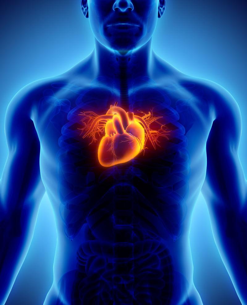 人体心脏血液循环