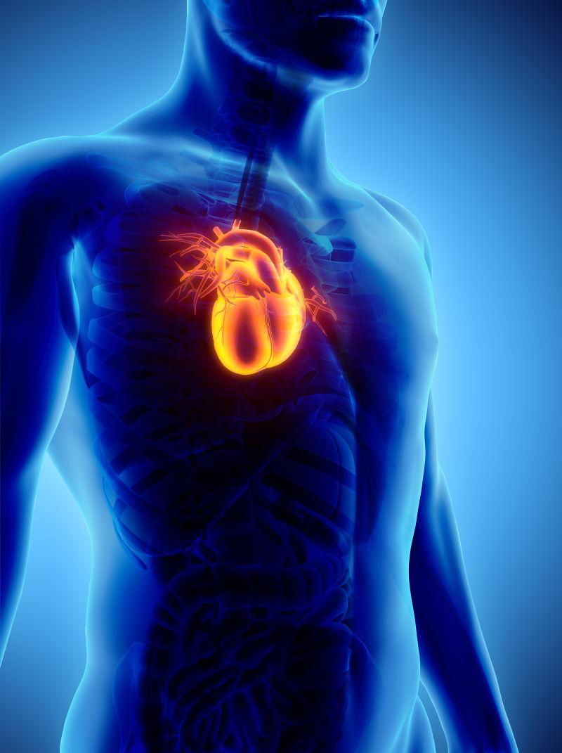 人体心脏循环系统