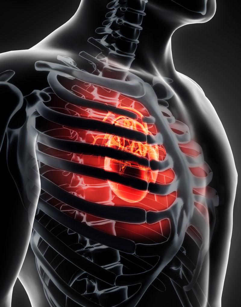 胸腔保护下的人体心脏