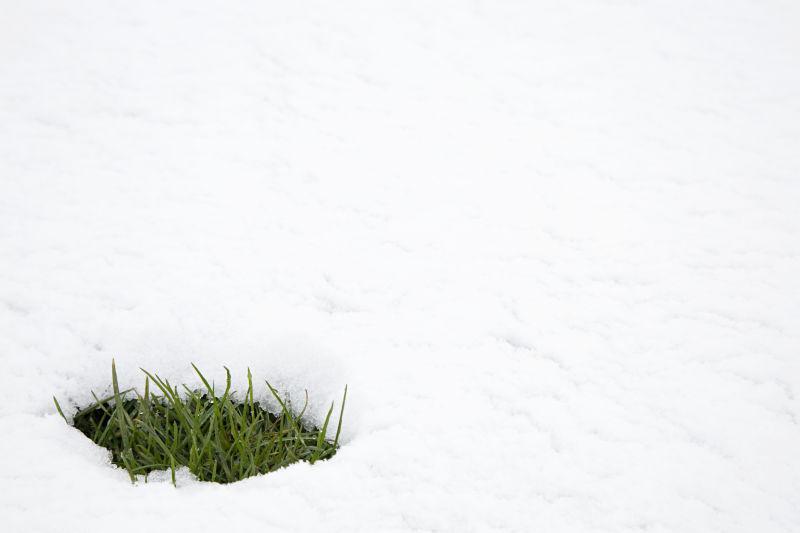 雪地上的一抹绿色小草
