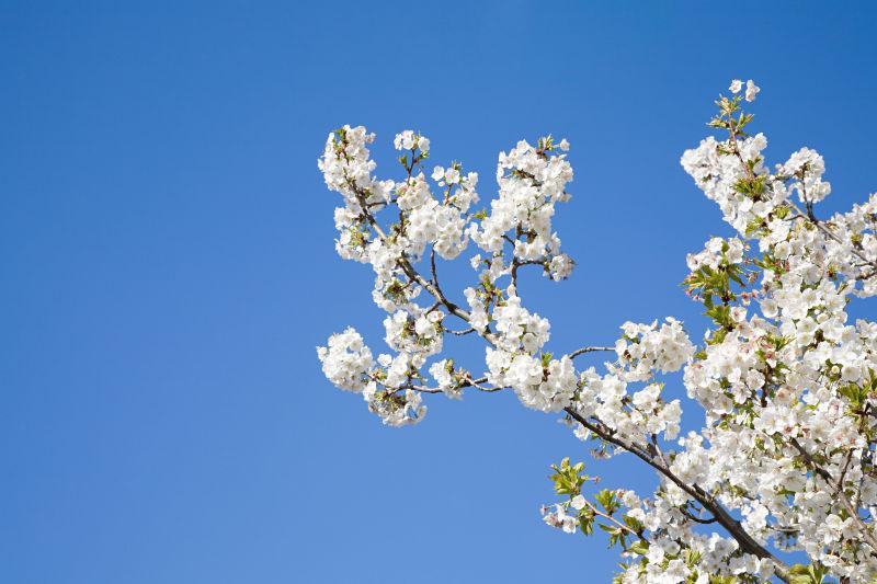 开着美丽白色花卉的树木