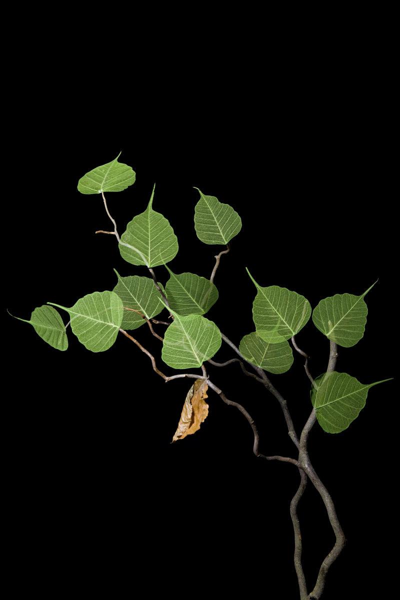 植物幼苗上枯黄的叶子