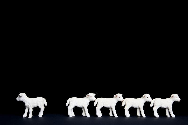 黑色空间里的五头白色小羊玩具模型