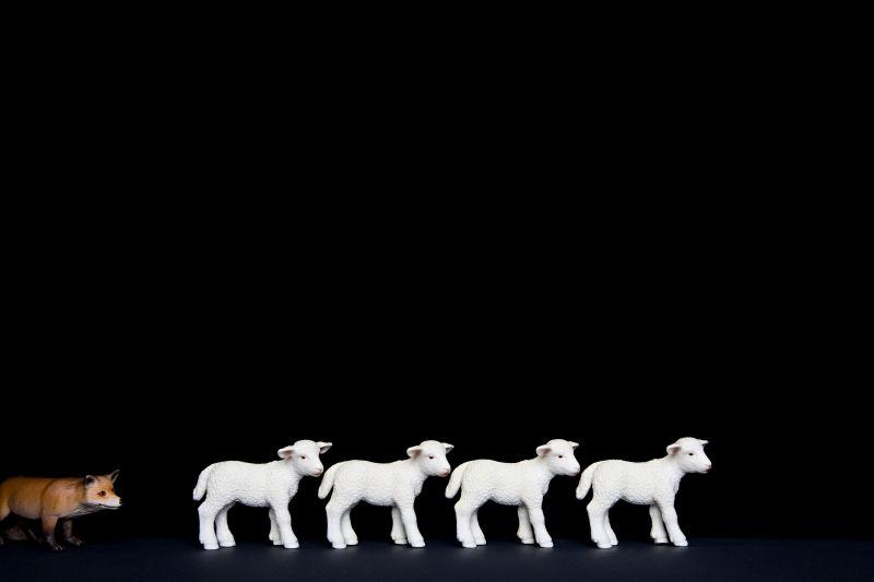 黑色空间里的四头白色羊羔和一头狐狸