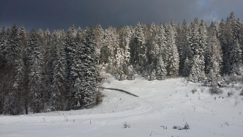 阴天背景下冬日覆盖着雪的松树林
