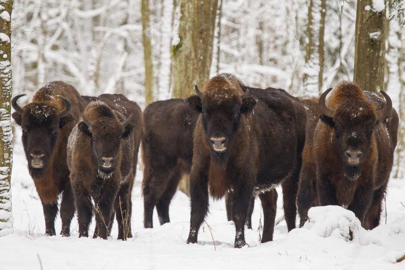 雪地森林里的一群野牛
